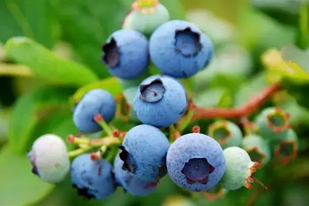 Blueberries Weight Loss.webp